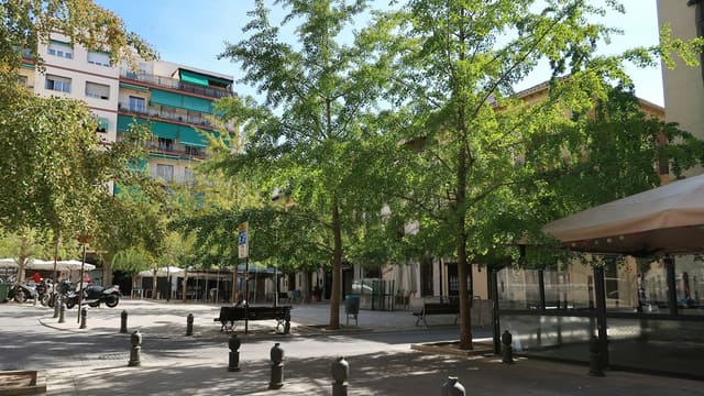 Green trees shade an urban square with buildings