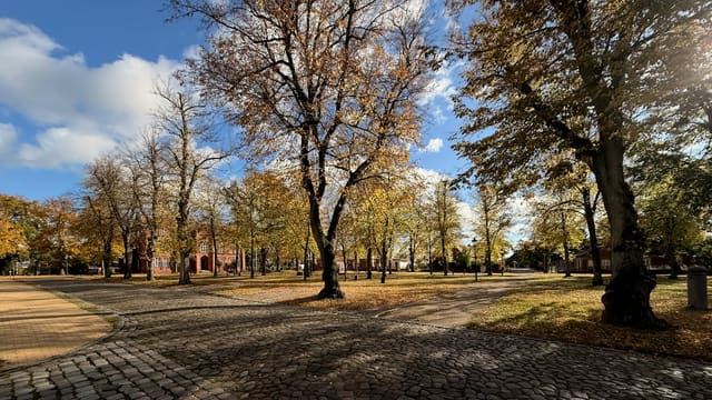Autumn park with trees and cobblestone path