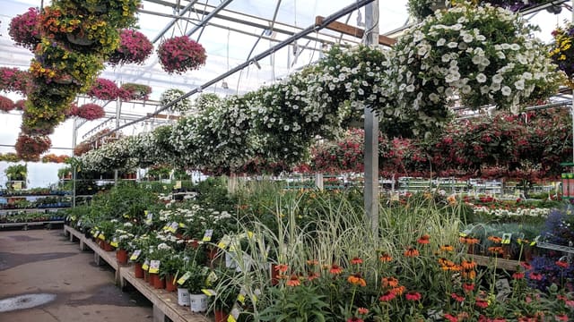 red and yellow flowers in green plants