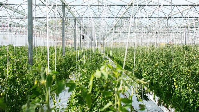 Rows of tomato plants growing inside a large glass greenhouse with white support strings