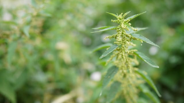 a close up of a green plant with lots of leaves