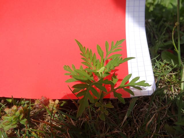 plantule d' ambroisie de deux semaines environs, commençant sa floraison