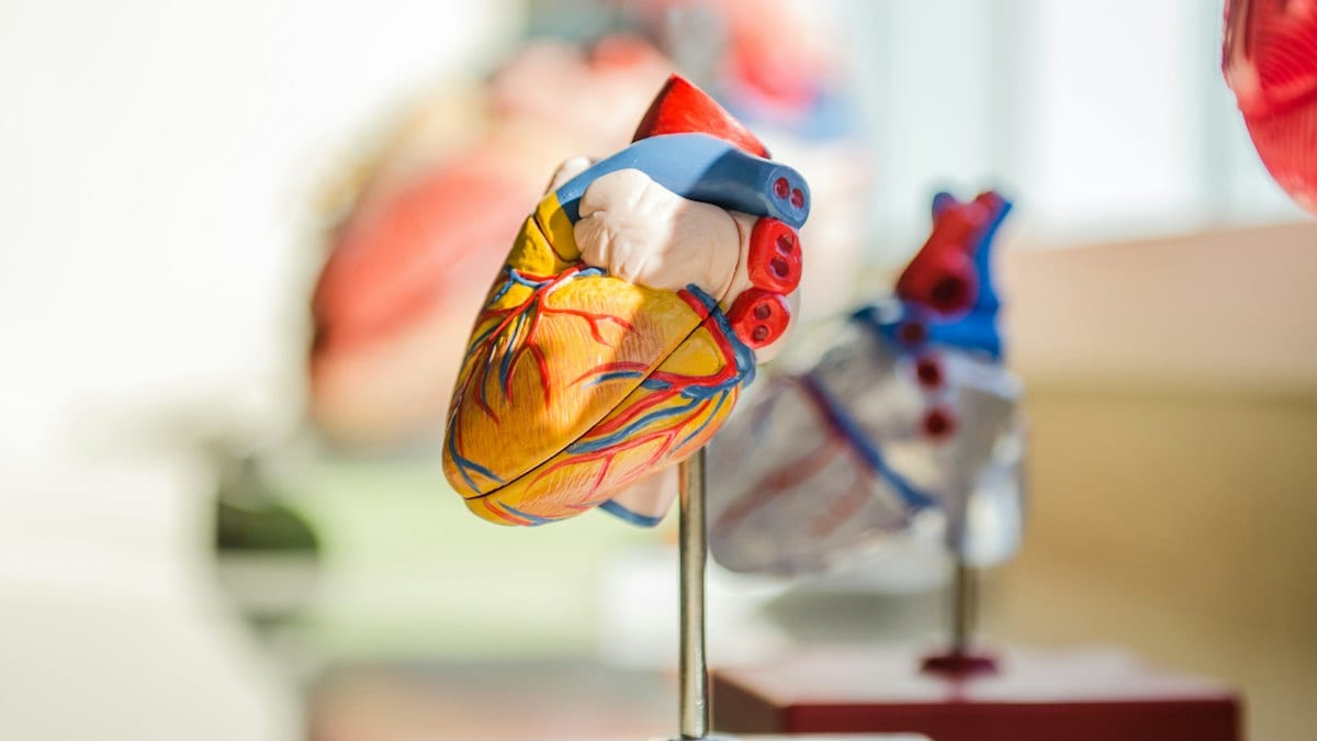 An anatomical heart model with blue and red vessels on a metal stand