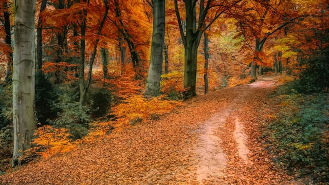 Arbres marron et orange