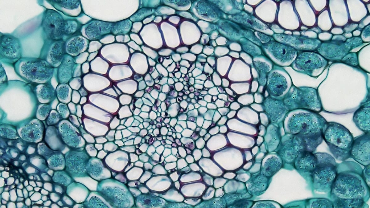 Gros plan d'une cellule de plante