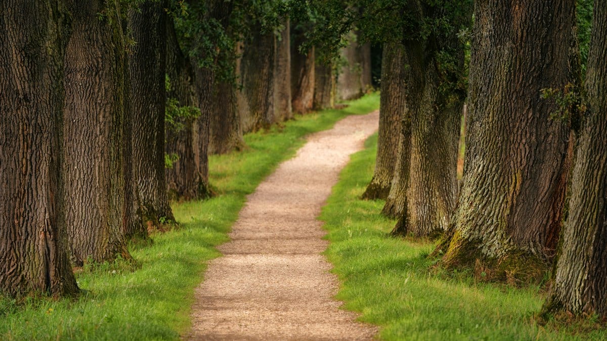 pathway of trees during daytime