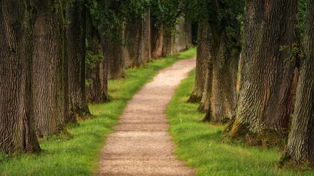 pathway of trees during daytime
