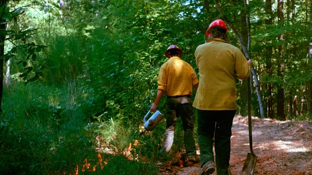 Firefighters work to control a forest fire.