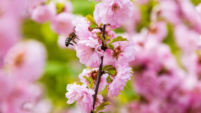 a bee is sitting on a pink flower