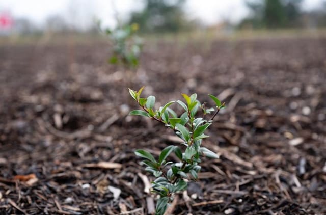 Jeune plant à feuilles vertes émergeant d'une parcelle paillée, lors de la saison de plantations de la Métropole de Lyon
