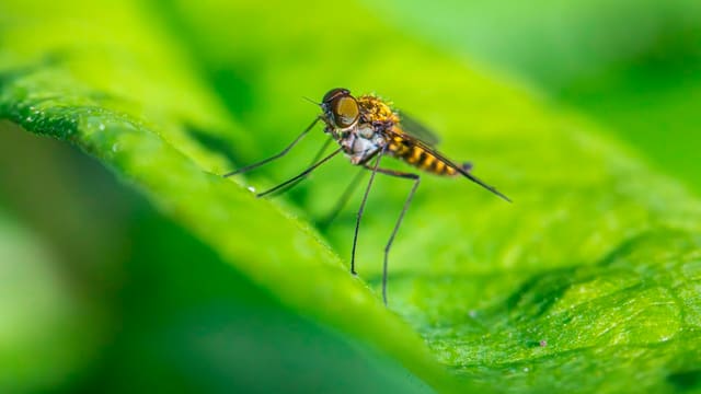 A close up of a mosquito on a green leaf