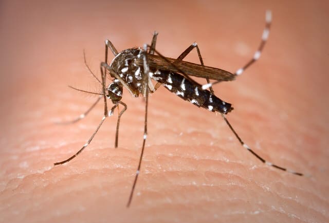 This is an Aedes albopictus female mosquito obtaining a blood meal from a human host. Under experimental conditions the Aedes albopictus mosquito, also known as the Asian tiger mosquito, has been foun