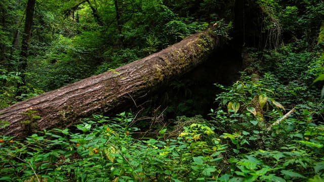 A fallen tree in the middle of a forest