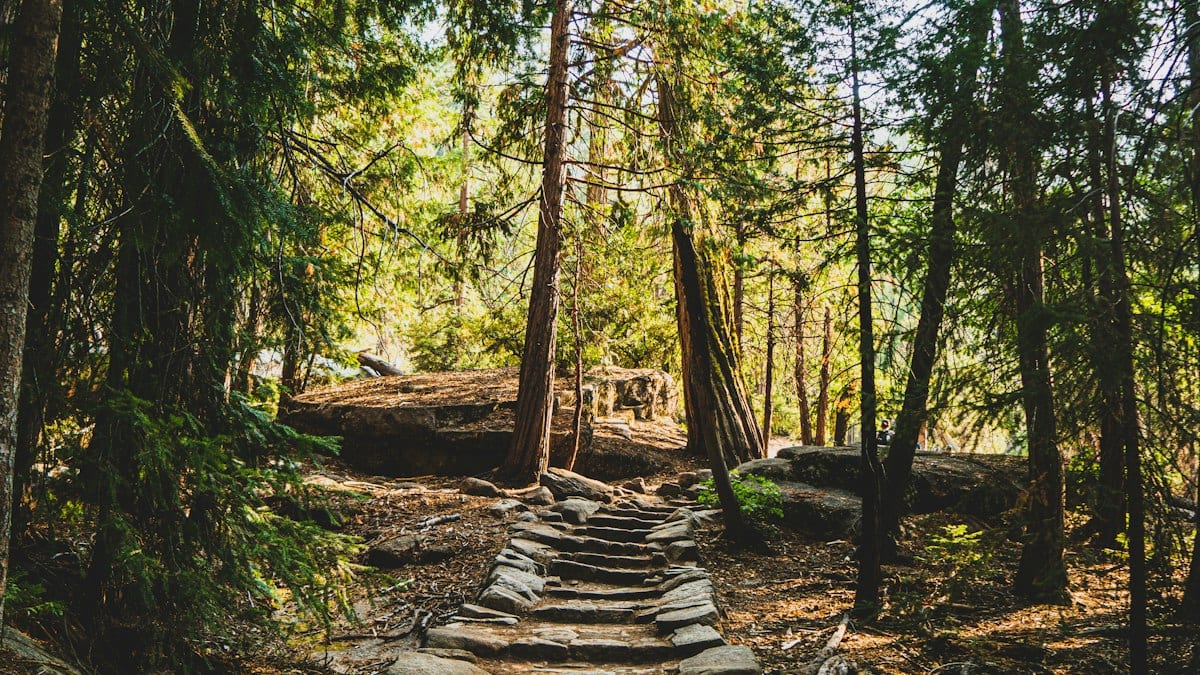 Pont en bois brun dans les bois
