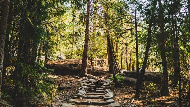 brown wooden bridge in the woods