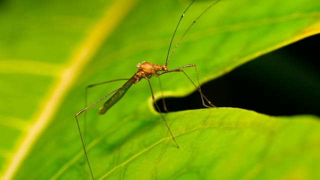 A mosquito rests on a vibrant green leaf.