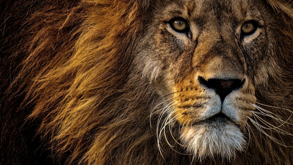 Gros plan sur le visage d'un lion adulte à la crinière fournie, regard tourné vers la gauche.