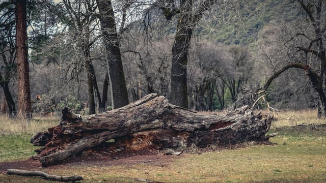 a large tree that has fallen down in a field